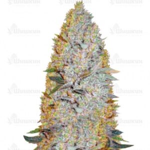 Amnesium fem (Victory Seeds) семена конопли