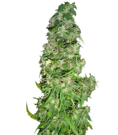 Mango Haze (Arjan's Ultra Haze #2) fem (GHS) семена конопли