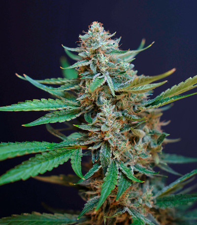 HighCloudZ Auto fem (GHS) семена конопли — изображение 4