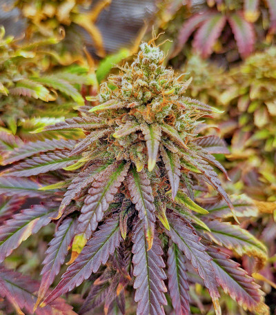 Lemon Drizzle fem (Barney's Farm) семена конопли — изображение 4