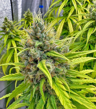 Lemon Drizzle fem (Barney's Farm) семена конопли — изображение 3