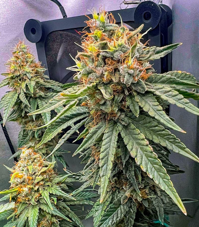 Lemon Drizzle fem (Barney's Farm) семена конопли — изображение 7