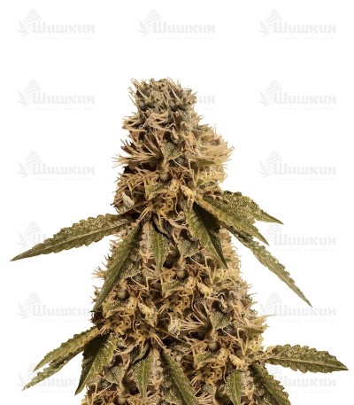LSD (Barney's Farm) семена конопли