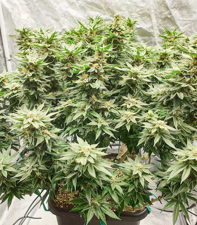 Mimosa Evo fem (Barney's Farm) семена конопли — изображение 4