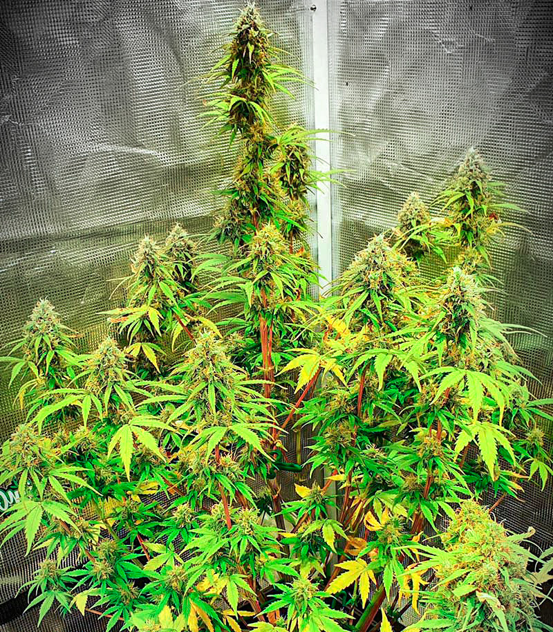 Runtz Auto fem (Barney's Farm) — изображение 5