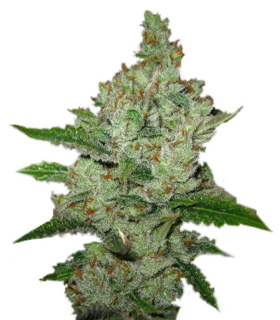 Super Lemon Haze fem (GHS) семена конопли