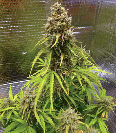 Wedding Cake Auto fem (Barney's Farm) — изображение 3