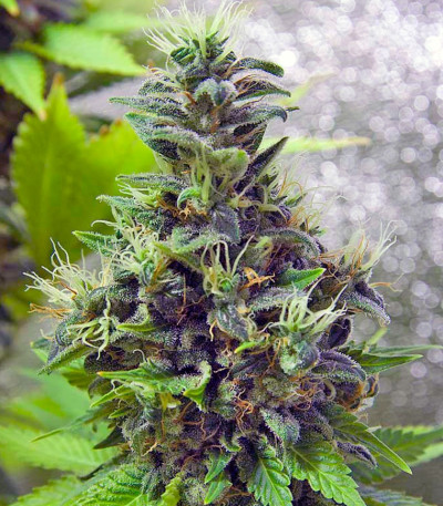 White Widow fem (GHS) семена конопли — изображение 3