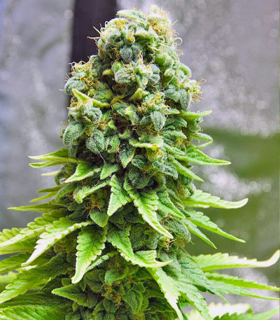 White Widow fem (GHS) семена конопли — изображение 4