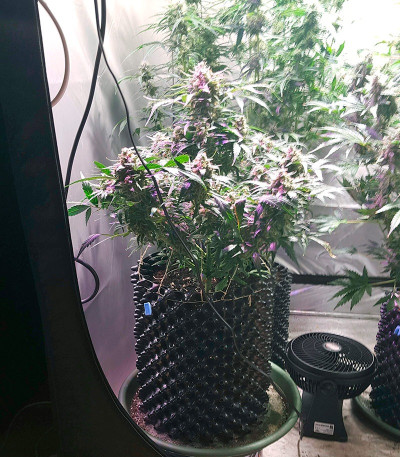 King’s Kush Auto fem (GHS) семена конопли — изображение 2
