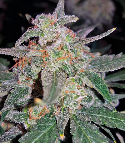 King’s Kush Auto fem (GHS) семена конопли — изображение 3