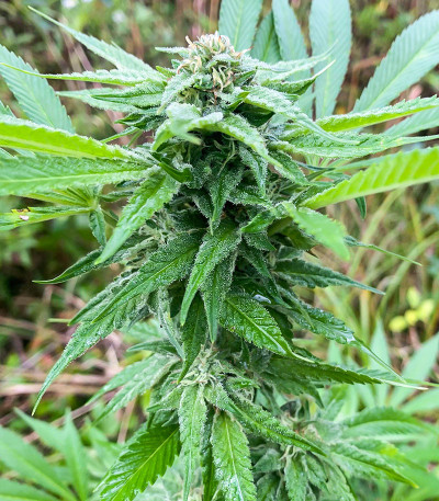 Kush Mintz fem (Barney's Farm) семена конопли — изображение 5