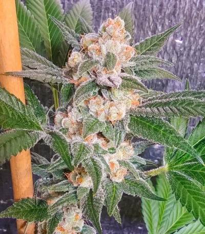 Milky Dreams fem (GHS) семена конопли — изображение 3