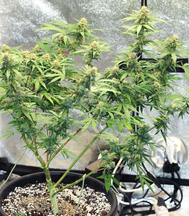 Runtz Auto fem (Barney's Farm) — изображение 3