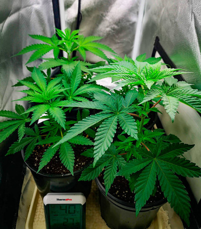 Banana Rapids fem (Dr. Krippling Seeds) семена конопли — изображение 4