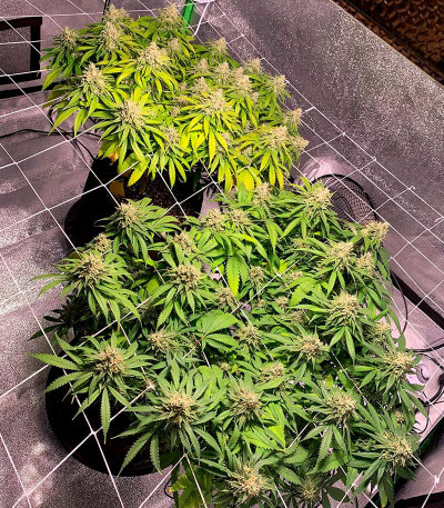 Banana Rapids fem (Dr. Krippling Seeds) семена конопли — изображение 3