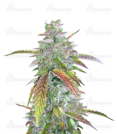 Bruce Banner Auto (Cali Buds Seeds) семена конопли