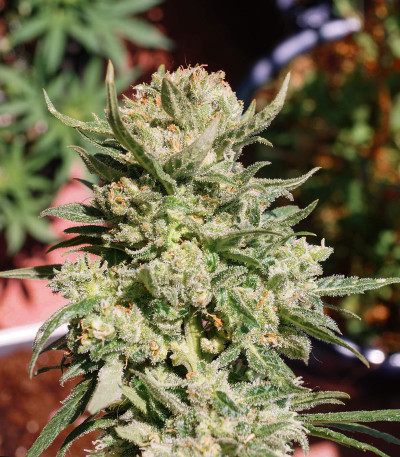 G14 Auto fem (FastBuds) семена конопли — изображение 7