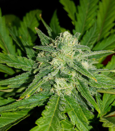 G14 Auto fem (FastBuds) семена конопли — изображение 8