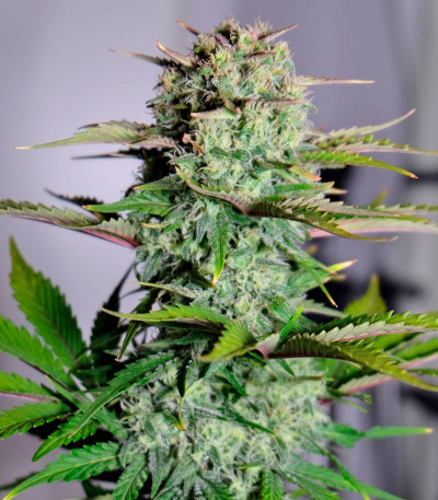 G14 Auto fem (FastBuds) семена конопли — изображение 3