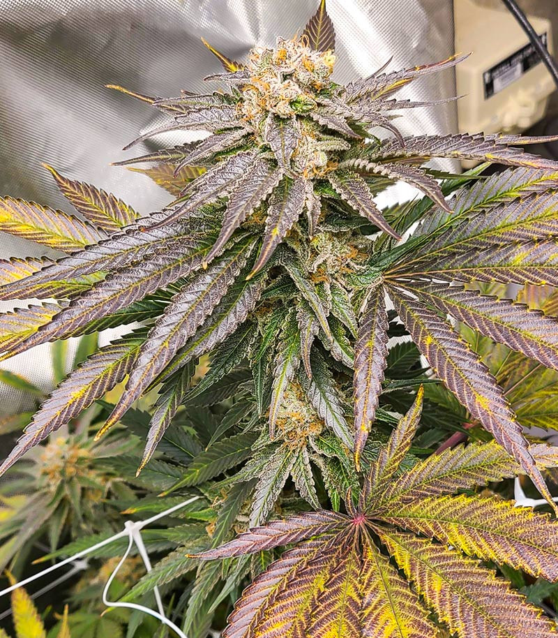 Grandaddy Banner fem (AlphaFem Seeds) — изображение 4