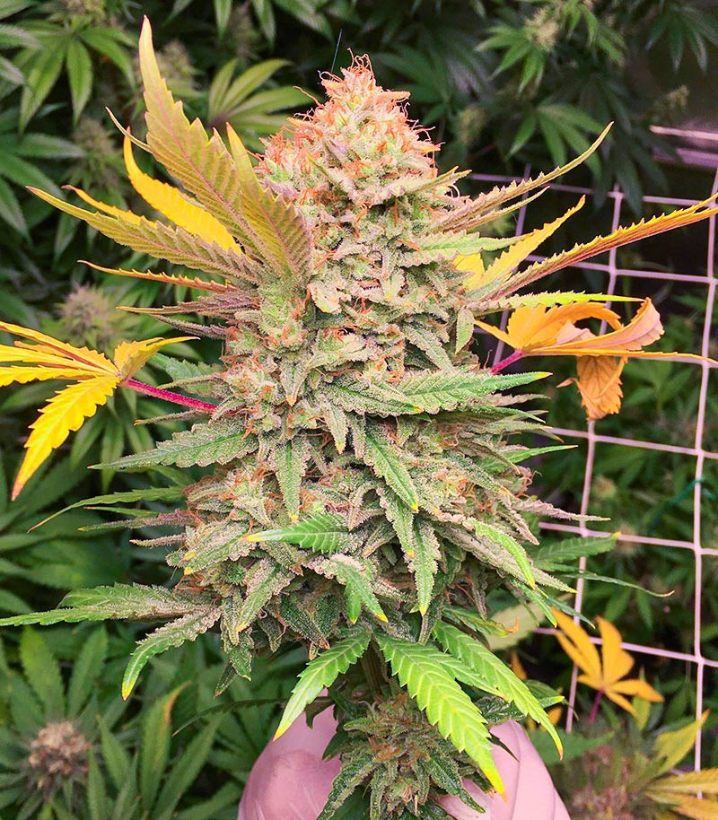 Grandaddy Banner fem (AlphaFem Seeds) — изображение 3