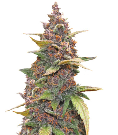 Семена сорта LSD-25 auto (FastBuds)