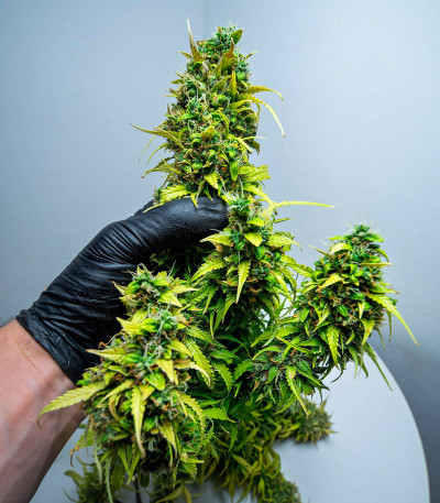 Lemon AK auto fem (FastBuds) семена конопли — изображение 5