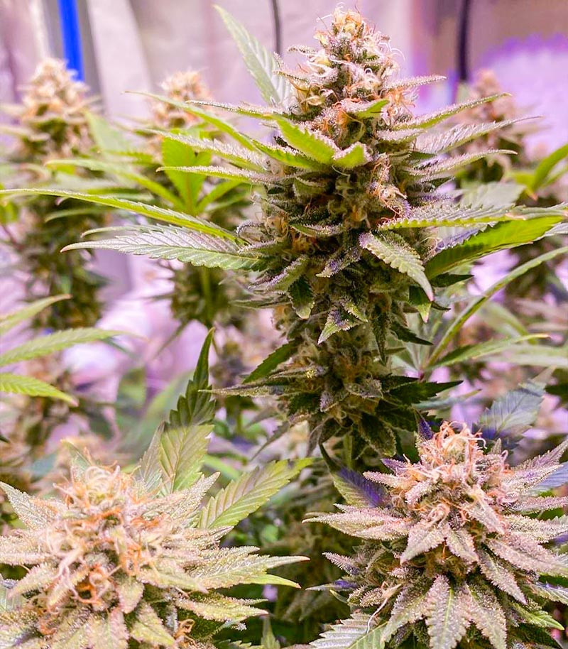 Семена сорта Mandarin Thuggee fem (AlphaFem Seeds) — изображение 4