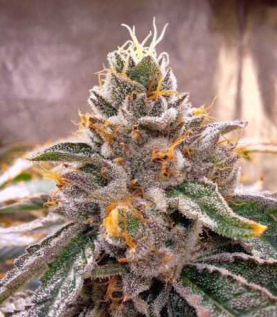 Marshmallow OG fem (Compound Genetics) семена конопли — изображение 5