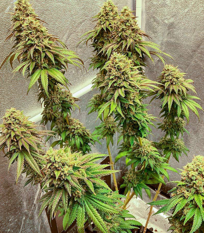 Marshmallow OG fem (Compound Genetics) семена конопли — изображение 3