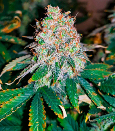 Ninja Zkittles fem (Dr. Krippling Seeds) семена конопли — изображение 3