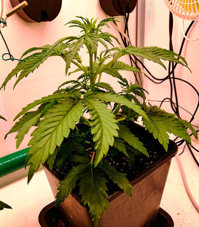 Ninja Zkittles fem (Dr. Krippling Seeds) семена конопли — изображение 4