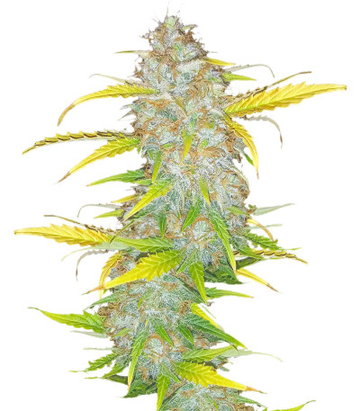 Original Auto AK fem (FastBuds) семена конопли