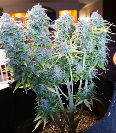 Original Auto White Widow fem (FastBuds) семена конопли — изображение 4