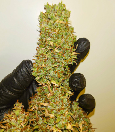 Original Auto White Widow fem (FastBuds) семена конопли — изображение 5