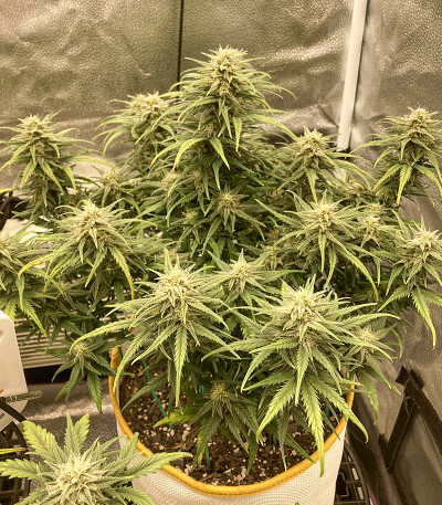 Original Trainwreck Auto fem (FastBuds) семена конопли — изображение 3