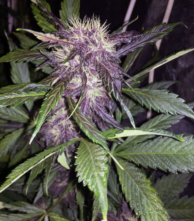 Purple Lemonade Auto fem (FastBuds) — изображение 3
