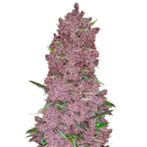 Purple Lemonade Auto fem (FastBuds)