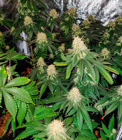 Sherbert Gorilla fem (Dr. Krippling Seeds) семена конопли — изображение 3