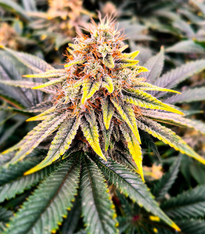 Sherbert Gorilla fem (Dr. Krippling Seeds) семена конопли — изображение 7
