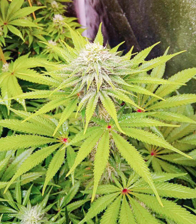 Sherbet Cuvee Cookies fem (Cali Buds Seeds) семена конопли — изображение 3