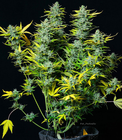 Smoothie Auto fem (FastBuds) — изображение 3