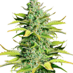 Smoothie Auto fem (FastBuds)
