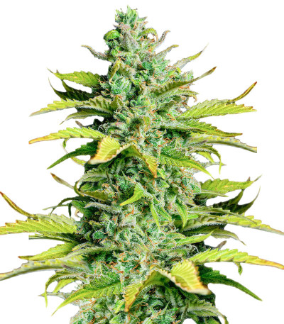 Smoothie Auto fem (FastBuds)