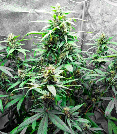Tropicana Cookies Auto fem (Cali Buds Seeds) семена конопли — изображение 6