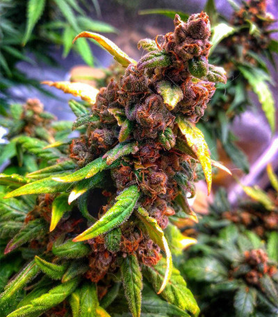Tropicana Cookies Auto fem (Cali Buds Seeds) семена конопли — изображение 3