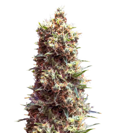 Tropicana Cookies Auto fem (Cali Buds Seeds) семена конопли
