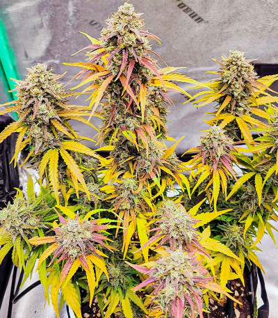 Amnesia Zkittlez Auto fem (FastBuds) семена конопли — изображение 4