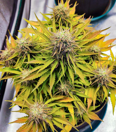 Amnesia Zkittlez Auto fem (FastBuds) семена конопли — изображение 5